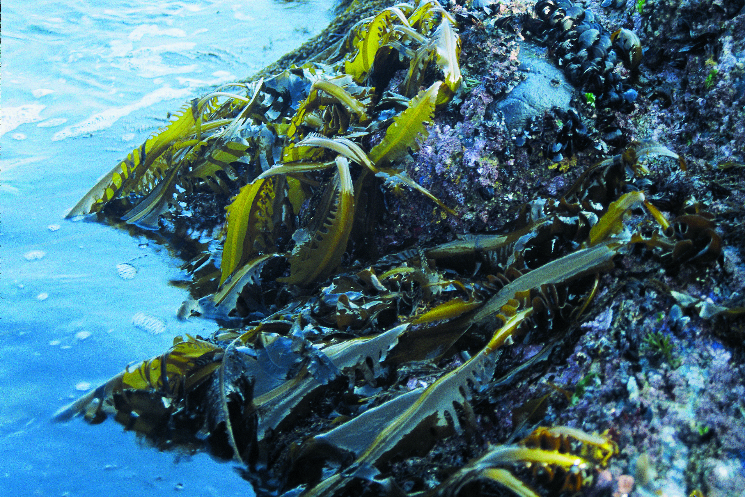 Frische grüne Algen am Meer