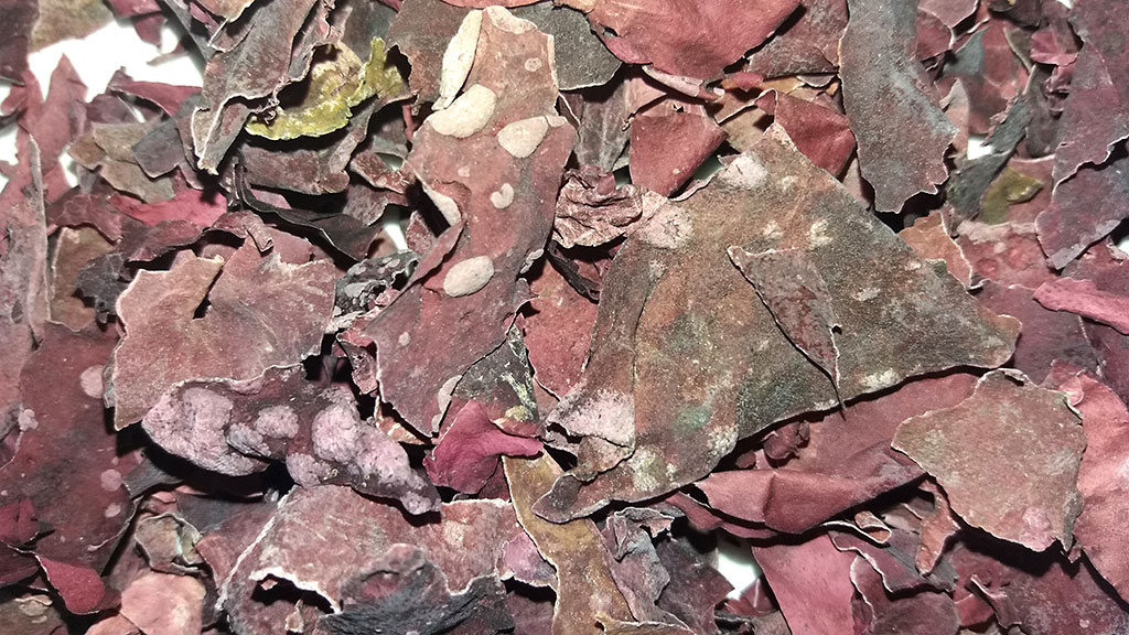 Foto von getrockneten Rotalgen mit Alginat-Flecken